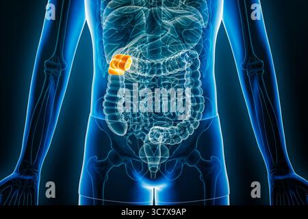 Vista radiologica anteriore della flessione epatica o destra del colon umano illustrazione di rendering 3D con contorni del corpo maschile. Anatomia, organo della sistia digestiva Foto Stock