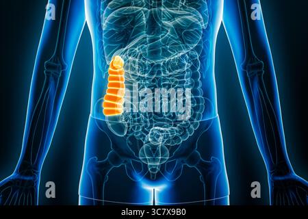 Vista anteriore X-ay o frontale del colon ascendente umano illustrazione di rendering 3D con contorni del corpo maschile. Anatomia, organo del sistema digerente, medico, b Foto Stock
