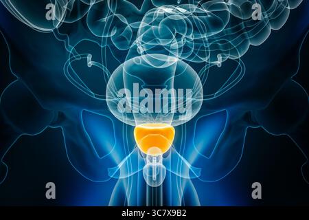 Vista radiologica anteriore o frontale dell'illustrazione di rendering 3D della prostata con i contorni del corpo maschile. Anatomia umana, organo del sistema riproduttivo, medico, Foto Stock