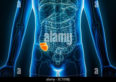 Vista radiologica anteriore o anteriore del ceco, parte del colon umano, rappresentazione 3D con contorni del corpo. Anatomia, organo dell'apparato digerente, Foto Stock