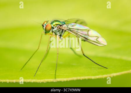 Condylostylus diptera con luce decomposta da diffrazione dei colori sulle ali con tanti dettagli e spazio di copia Foto Stock