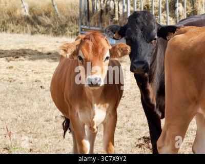 Due giovani vitelli in piedi vicini in un pascolo asciutto, mostrando affetto. Foto Stock