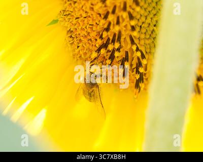 Foto macro di un'ape (Apis mellifera) che si allena su un girasole. Il suo corpo è ricoperto di polline mentre raccoglie il nettare. Foto Stock
