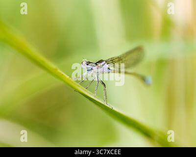 Foto macro di una damascala dalla coda blu maschile (Ischnura elegans) arroccata su una lama d'erba, che mostra una vista frontale con grandi occhi composti. Foto Stock