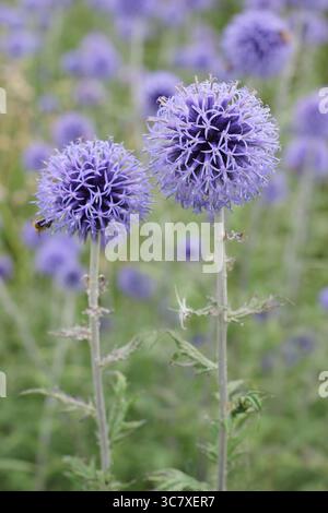 Echinops ritro "Veitch's Blue", cardo globo con punte sferiche blu a picco sul bordo del giardino estivo. Echinops bannaticus 'Veitch's Blue. Foto Stock