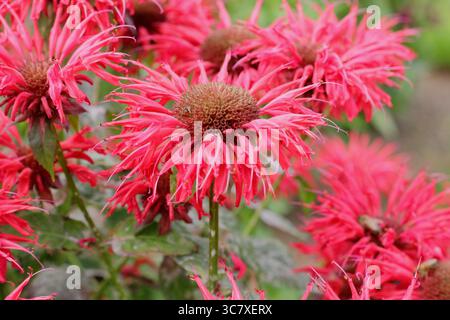 Vivaci fiori rossi di Monarda Gardenview Scarlet, chiamato anche Bambo, bergamotto e Monarda Gardenview Red. Bordo giardino estivo di luglio. REGNO UNITO Foto Stock