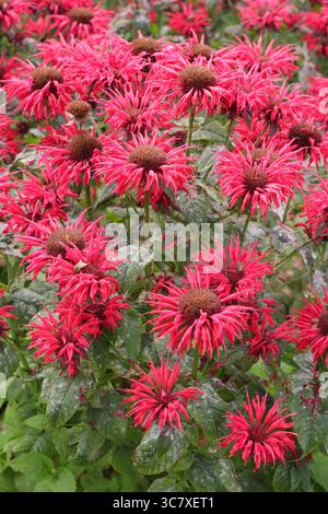 Vivaci fiori rossi di Monarda Gardenview Scarlet, chiamato anche Bambo, bergamotto e Monarda Gardenview Red. Bordo giardino estivo di luglio. REGNO UNITO Foto Stock