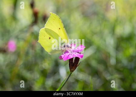 La farfalla maschile di pietra (Gonepteryx rhamni) si nutre di un rosa certosino (Dianthus carthusianorum). Foto Stock