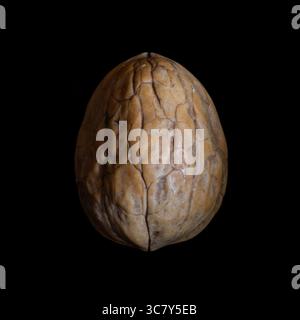Noce inglese (Juglans regia) frutti di guscio. Il guscio (endocarpa) di un frutto di noce inglese, isolato, sfondo nero Foto Stock