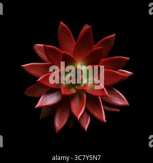 Agave di cera stampata rossa (Echeveria agavoides). Foto ravvicinata di un'agave di cera stampata di colore rosso, una succulenta pianta ornamentale della famiglia delle Crassulaceae. Foto Stock