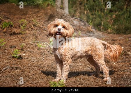 Grazioso Cavapoo nella foresta di Ascot, vicino al Windsor Great Park, Regno Unito Foto Stock