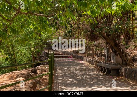 Una tranquilla passerella ombreggiata circondata da lussureggianti alberi verdi, che conduce su gradini di pietra attraverso un'area boschiva naturale, che offre un tranquillo sentiero all'aperto Foto Stock