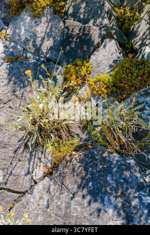 Una vista macro di piccole piante e fiori alpini che spuntano dalle crepe in una superficie rocciosa ruvida alla luce del sole. Foto Stock
