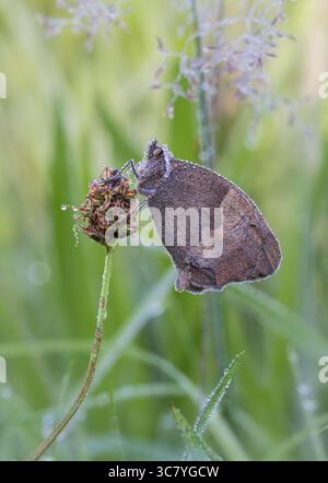 Meadow Brown Butterfly [ Maniola jurtina ] ricoperta di rugiada che poggia sulla testa dei semi della pianta Foto Stock