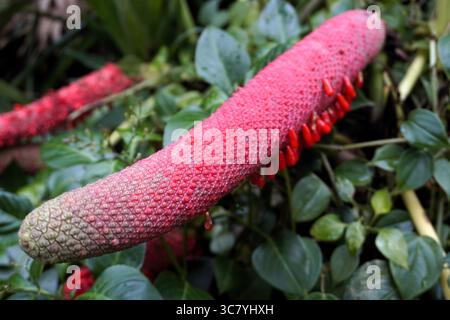 Il frutto rosso di una Monstera deliciosa, o Swiss Cheese Plant, è una pianta tropicale originaria delle foreste pluviali del Sud America Foto Stock