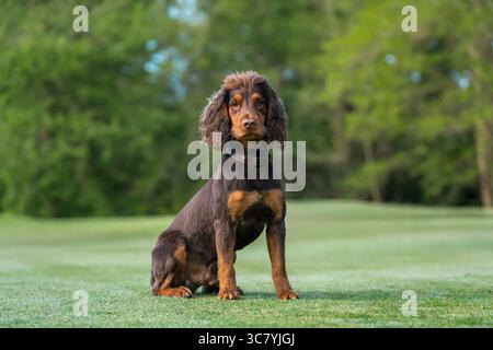 Due anni di lavoro cocker spaniel intorno al campo da golf di Ascot nel Regno Unito Foto Stock