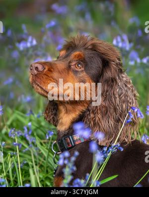 Due anni di lavoro cocker spaniel intorno al campo da golf di Ascot nel Regno Unito Foto Stock