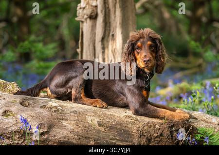 Due anni di lavoro cocker spaniel intorno al campo da golf di Ascot nel Regno Unito Foto Stock