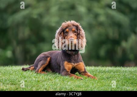 Due anni di lavoro cocker spaniel intorno al campo da golf di Ascot nel Regno Unito Foto Stock