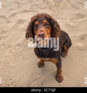 Due anni di lavoro cocker spaniel intorno al campo da golf di Ascot nel Regno Unito Foto Stock