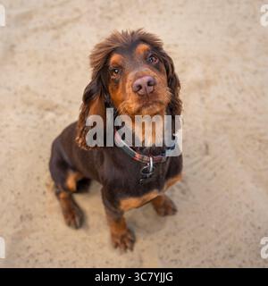Due anni di lavoro cocker spaniel intorno al campo da golf di Ascot nel Regno Unito Foto Stock