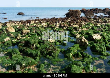 La bassa marea rivela rocce ricoperte di alghe a Samphire Hoe. Le alghe prosperano nella zona intertidale, esposta durante la bassa marea. Foto Stock