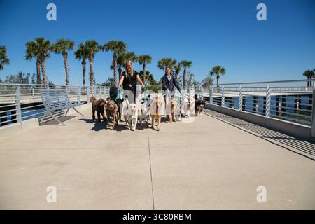 Due donne sorridenti che camminano per un gruppo di dodici cani assortiti lungo il lungomare, Florida, Stati Uniti Foto Stock
