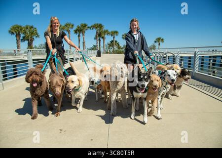 Due donne sorridenti che camminano per un gruppo di dodici cani assortiti lungo il lungomare, Florida, Stati Uniti Foto Stock