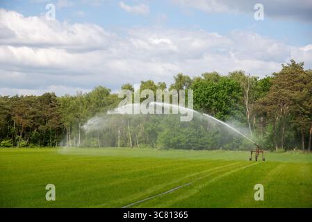 Impianto sprinkler per l'acqua nel periodo secco nei terreni agricoli di Gelderland, Olanda Foto Stock