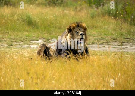Il maestoso leone maschile riposa nell'erba alta in un giorno di sole nella savana Foto Stock