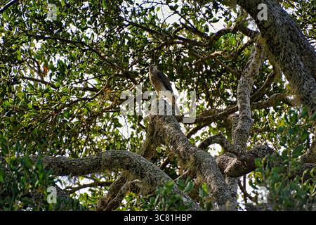 L'uccello si trova nel suo ambiente naturale, Rundschwanzhabicht, Astur cooperii, Rundschwanzsperber, falco di Cooper Foto Stock