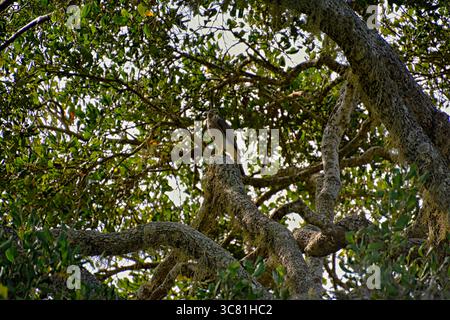 L'uccello si trova nel suo ambiente naturale, Rundschwanzhabicht, Astur cooperii, Rundschwanzsperber, falco di Cooper Foto Stock