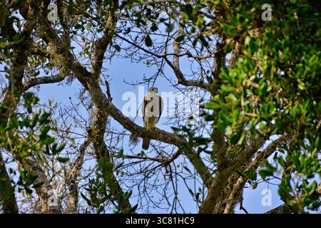 L'uccello si trova nel suo ambiente naturale, Rundschwanzhabicht, Astur cooperii, Rundschwanzsperber, falco di Cooper Foto Stock