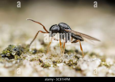 Vespa secelionide (Trissolcus sp.) Foto Stock