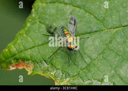 Volo a zampe lunghe (Condylostyp.), del gruppo Condylostyp sipho. Foto Stock