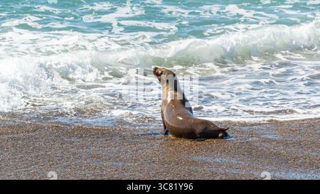 Leone marino femmina, Otaria flavescens, nella penisola di Valdes (Chubut, Argentina) Foto Stock