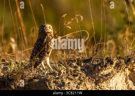Scavando la civetta (Athene cunicularia) sul terreno Foto Stock