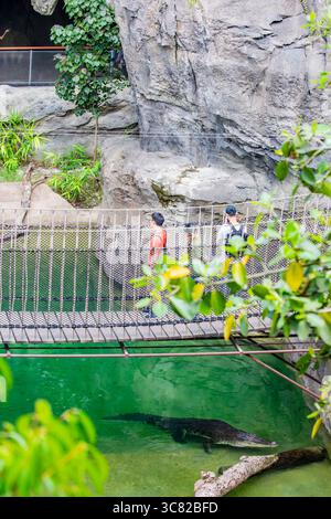 Singapore 21 giugno 2025: Il uccello coccodrillo di Rainforest Wild Asia, il 5° zoo di Singapore, il primo parco avventura faunistico dell'Asia. Foto Stock