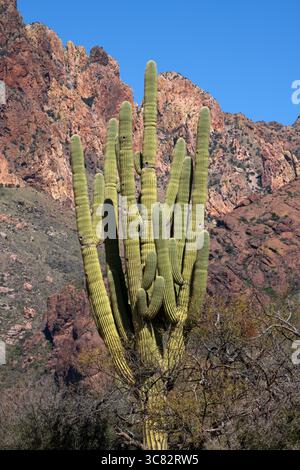 Un antico cactus saguaro cresce ai piedi delle montagne Baboquivari, nel deserto di Sonora, Arizona, Stati Uniti. Foto Stock