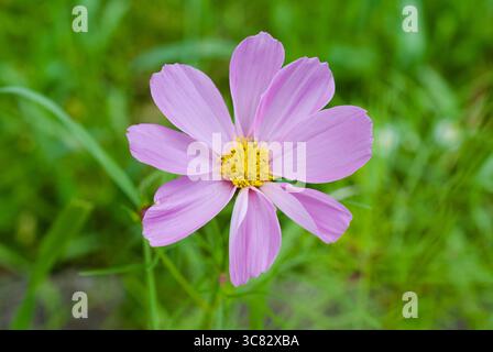 primo piano del cosmo rosa in un giardino Foto Stock