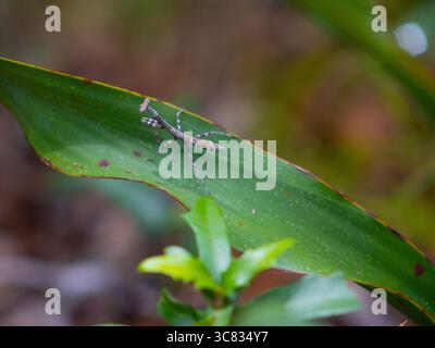 Una foto ravvicinata di una mantide di preghiera arroccata su una foglia verde, che mette in evidenza le sue delicate caratteristiche e il mimetismo naturale. Foto Stock