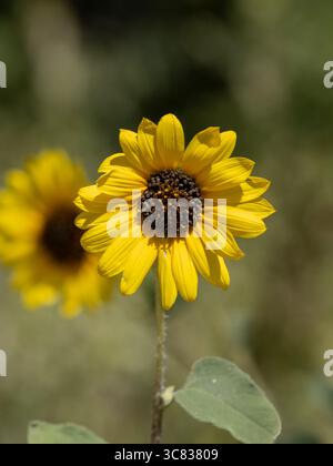 Girasole singolo centrato in un paesaggio luminoso del Sud Foto Stock