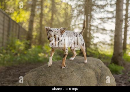 Merle Chihuahua passeggiata su una roccia nella foresta Foto Stock