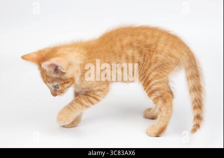 Cammina su un piccolo gattino bianco isolato sullo sfondo dello studio Foto Stock