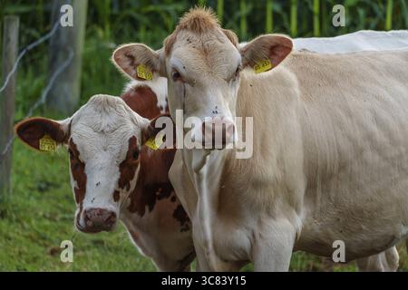 Due mucche marroni e bianche su un pascolo verde in estate, Weseke, muensterland, germania Foto Stock