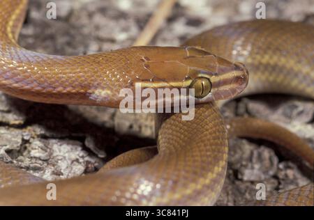 Serpente a righe (Boaedon lineatum) Foto Stock