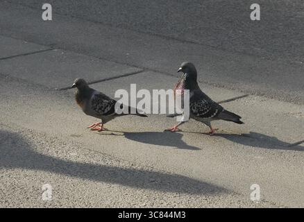 Piccioni della città in mostra di corteggiamento (Columba domesticus) Foto Stock