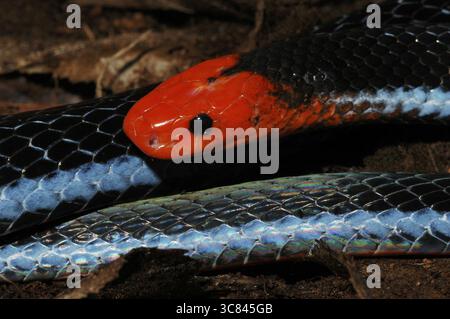 vipera con testa rossa (Calliophis bivirgatus flaviceps) Foto Stock