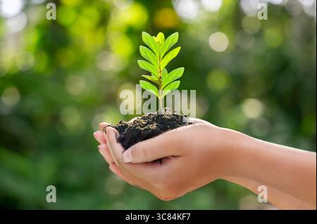 Mani che tengono la giovane pianta verde con il suolo, simbolo di crescita, sostenibilità e ambiente. Primo piano delle mani umane tenendo delicatamente le piantine nel fertil Foto Stock