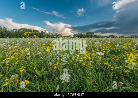 Fiori selvatici colorati sparsi su un prato verde in un pomeriggio di sole. Il cielo mostra nuvole contrastanti, esaltando la bellezza della natura. Un tranqui Foto Stock